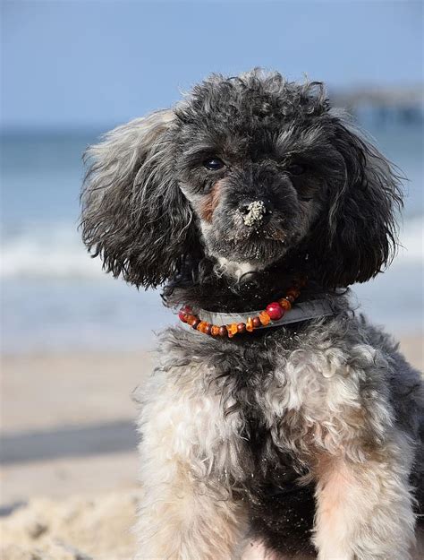 Beach Sea Water Miniature Poodle Poodle Dog Puppy Wave Baltic