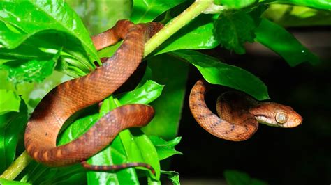 The Brown Tree Snake On Guam And How They Got There Youtube
