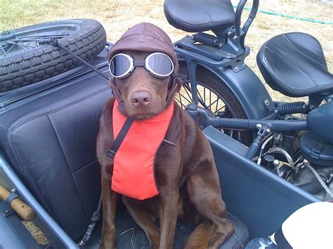 17 Best Images About Dogs Motorcycle Sidecars On Pinterest Sheep