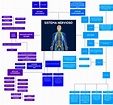 Mapa conceptual del Sistema Nervioso Partes y Funciones