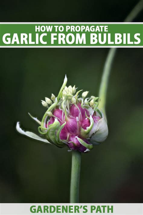 How To Propagate Garlic From Bulbils Gardeners Path