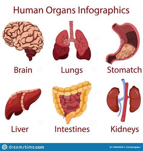 Human Organs Cartoon Infographics Illustration Vector Stock Vector