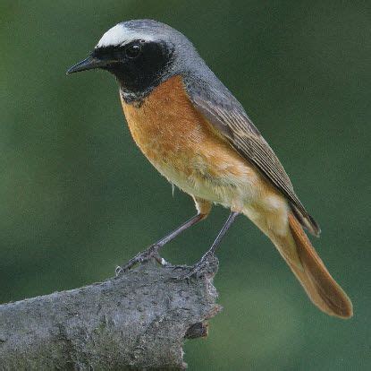 Gut gestaltete gärten und landschaften, unabhängig von stil und epoche, haben allesamt bestimmte grundlegende gestaltungsprinzipien im samenkern. Gartenrotschwanz - Stimme / Gesang / Ruf hören ...