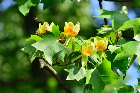 Growing The Tulip Tree In The Home Garden