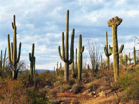 The Saguaro Cactus An Arizona Desert Icon Just Roughin It