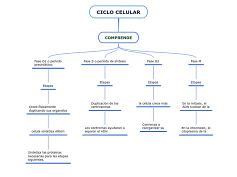 Ciclo Celular Mapa Conceptual Book Jb1r
