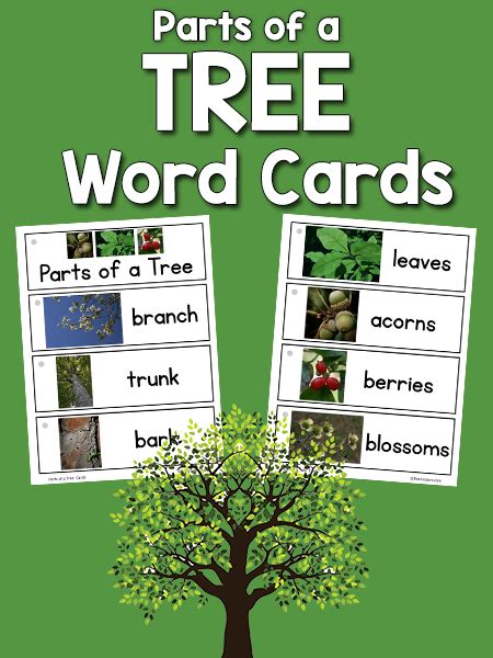 parts   tree picture word cards prekinders