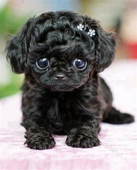 I Love All Dog Breeds 5 Sweetest Teacup Puppies You Have