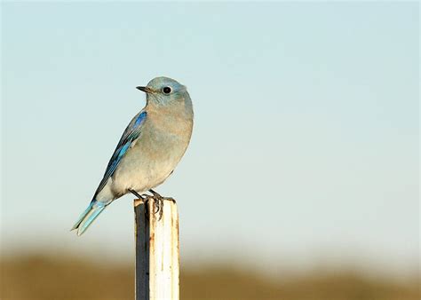 Species Spotlight Bluebirds Oregon Natural Desert Association