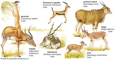 antelope mammal britannicacom