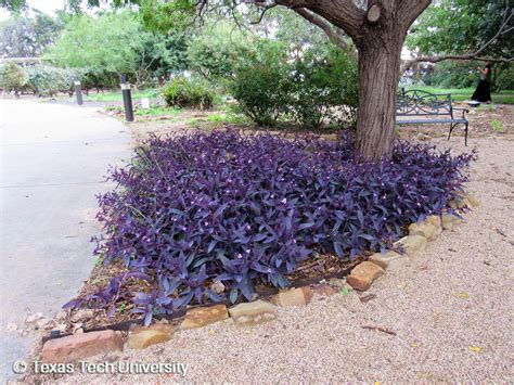 Purple Heart Setcreasea Plant Resources Home Ttu