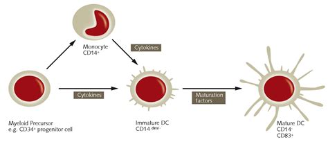 In Vitro Differentiation Of Human PBMC And CD Derived Monocytes Into Mature CD CD