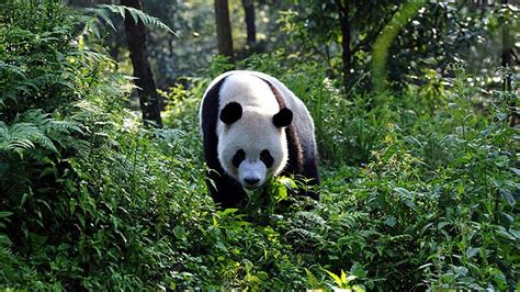 Researchers Sneak A Peek At The Secret Lives Of Pandas