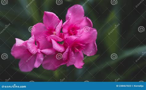 Nerium Pink Flower Stock Image Image Of Plant Floral 238467023