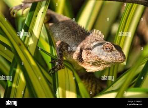Oriental Garden Lizards Of Thailand Hi Res Stock Photography And Images