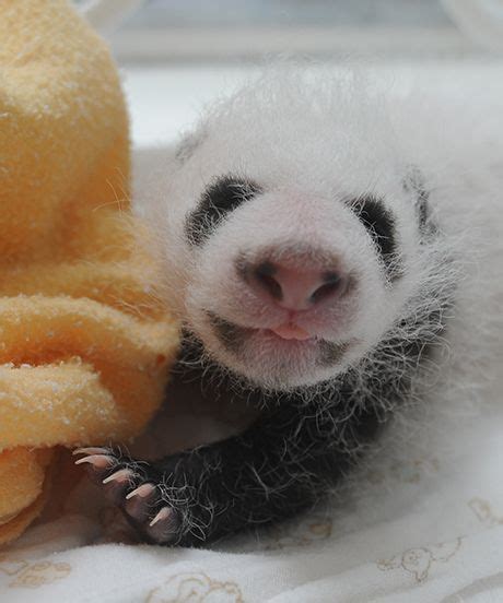 You Need To See These Baby Giant Pandas With Images Giant Panda