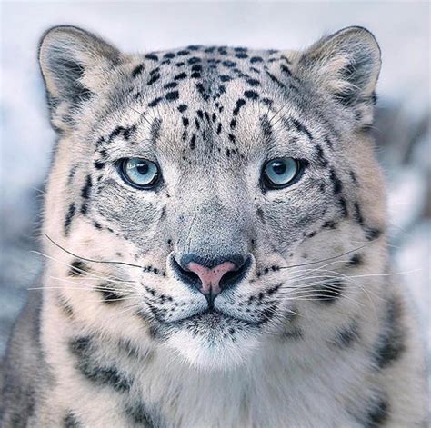 The Rare And Beautiful Snow Leopard Pics