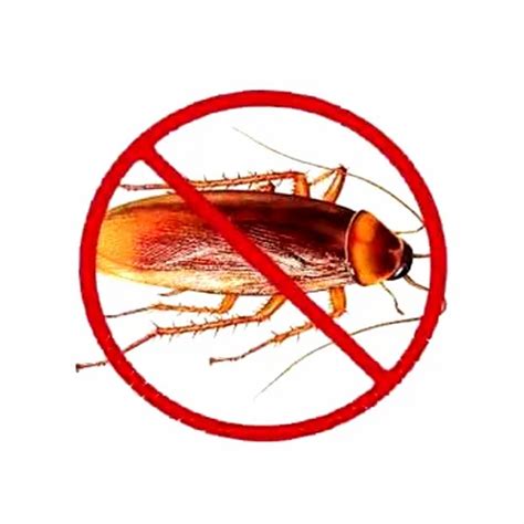 Cockroach Control Services At Rs Square Feet In New Delhi ID