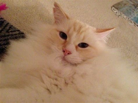 Red Ragdolls Or Flame Point Ragdoll Cats Ragdoll Cat Ragdoll Cat