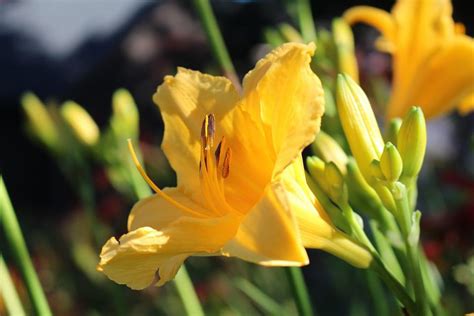 30 Types Of Yellow Flowers With Pictures Flower Glossary