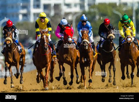 Race Horses Jockeys Running Winning Post Action On Synthetic Poly Track