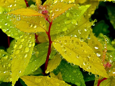 Wallpaper Green Leaves Water Drops Plants 1920x1200 Hd Picture Image