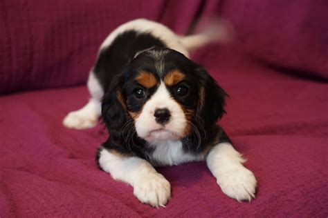 79 Female Cavalier King Charles Spaniel Puppies For Sale L2sanpiero