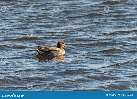 Eurasian Teal And X28anas Creccaand X29 In The Uk Stock Image Image Of