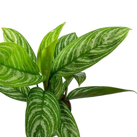 Aglaonema Stripes Chinese Evergreen House Plants Hortology