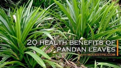 20 Health Benefits Of Pandan Leaves Modest Pie Health Benefits
