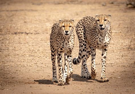 Just How Lucky Are You To See a Cheetah? | Londolozi Blog