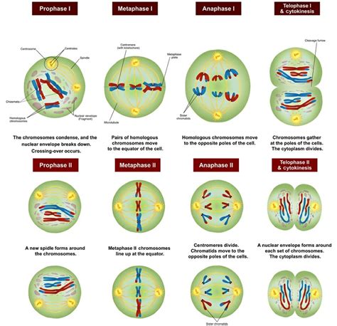 Meiosis Definition Stages Function And Purpose Biology Dictionary