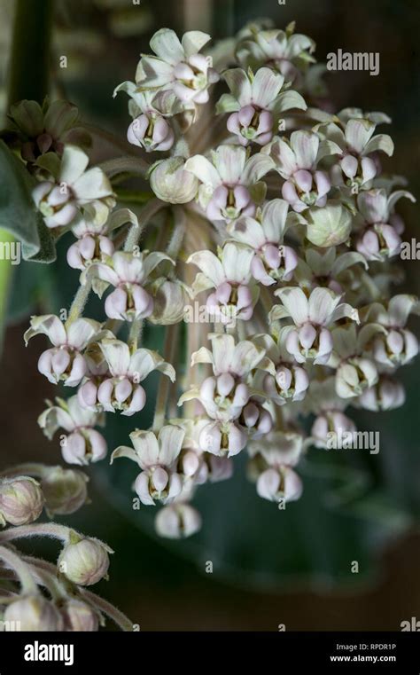 Indian Milkweed Hi Res Stock Photography And Images Alamy