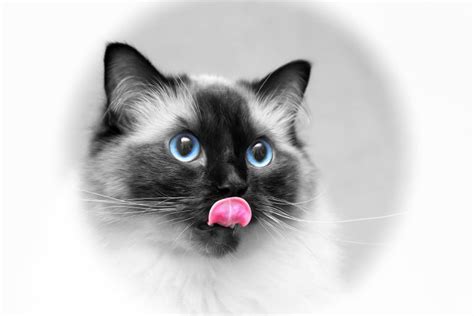 Ragdoll Kitten Pet Lovers Nigeria