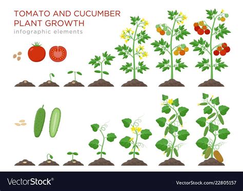 Cucumber Plant Life Cycle KGarden Plant