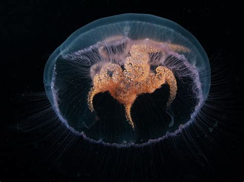 Jellyfish Scyphozoa