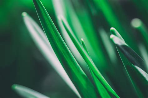 Wallpaper Grass 5k 4k Wallpaper Macro Green Nature 6166