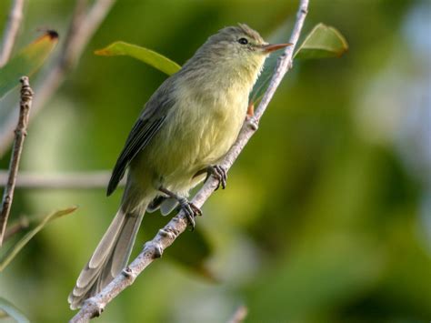 Rodrigues Warbler Ebird