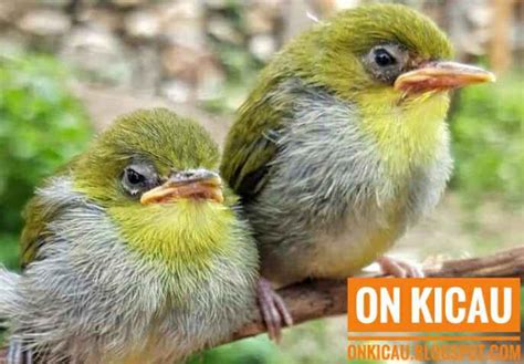 Cara Merawat Anakan Burung Pleci Agar Bertahan Hidup Dan Cepat Besar On Kicau