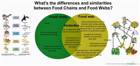 They may eat many different types of plants or many different animals. Miss V's Class: Food Webs (5.9B)