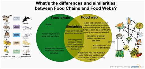 Furthermore, a food web accurately represents all the various food chains that exist in an ecosystem. Miss V's Class: Food Webs (5.9B)