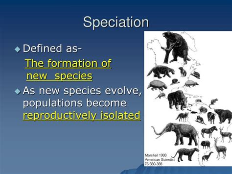 Ppt Process Of Speciation Powerpoint Presentation Free Download Id