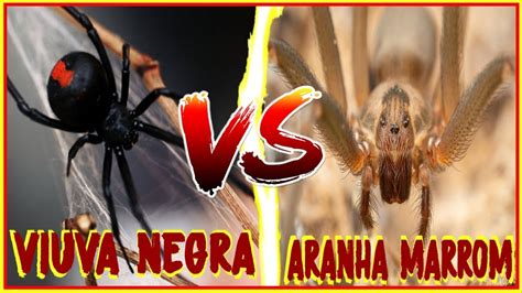 No brasil, por exemplo, as espécies não são pretas. VIÚVA NEGRA VS ARANHA MARROM | GUERRA ANIMAL - YouTube