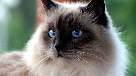 Is Burmese Vs Siamese Cats The Most Trending Thing Now Burmese Vs