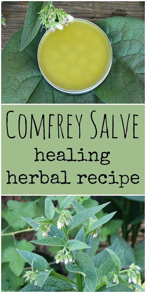 Learn How To Make Your Own Homemade Healing Comfrey Salve Comfrey Has