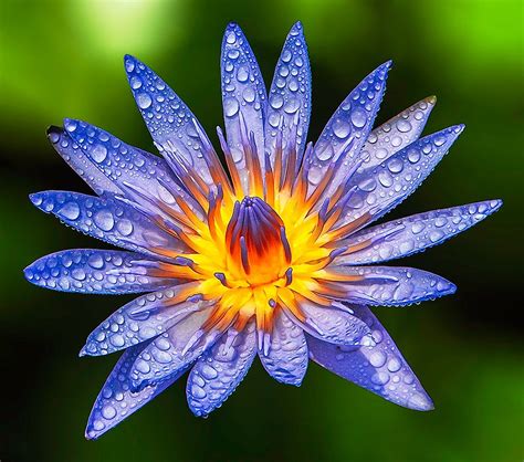 Nymphaea Caerulea Also Known As The Blue Egyptian Water Lily Or Sacred