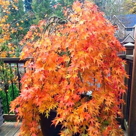 Acer Palmatum Cascade Gold Golden Foliage Weeping Waterfall Japanese Maple Shrubs A