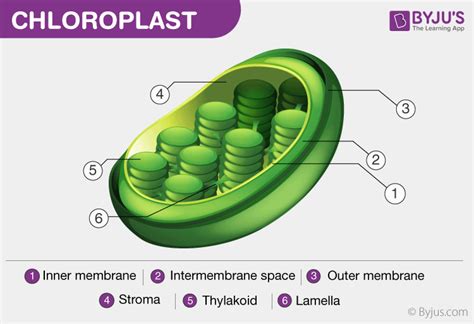 Chloroplast Diagram Labeled Photosynthesis Bmp Source