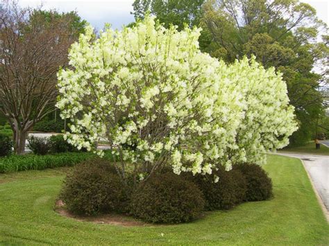 American Fringe Tree Chionanthus Virginicus Is One Of The Loveliest