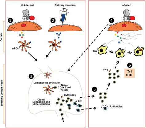 Frontiers The Immune Response To Sand Fly Salivary Proteins And Its Influence On Leishmania